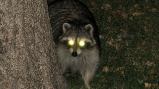 The Animal Uprising Claims Pat Summitt